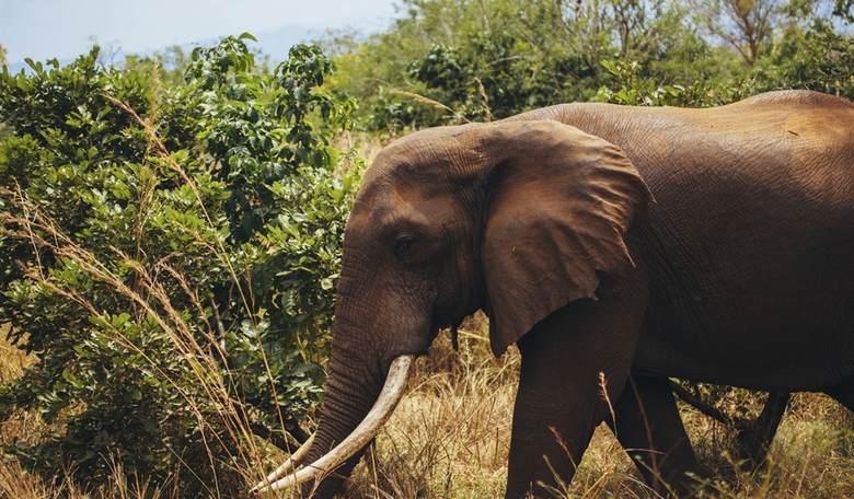 Trump Admin Receives Pushback for Lifting Ban on Elephant Hunting Trophies