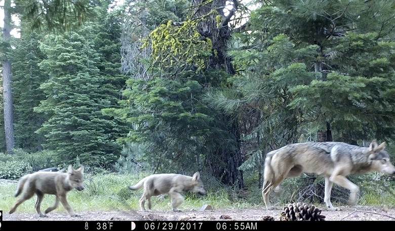 Trump Official Debunks U.S. Forest Service Reorganization Hysteria