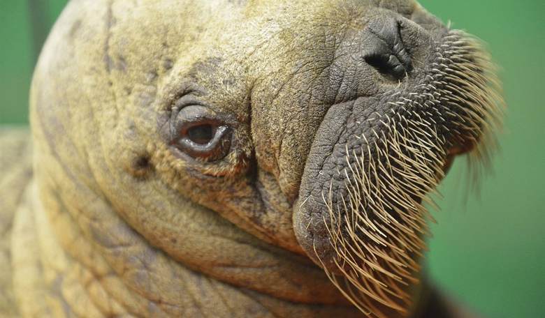 Matt Walsh reveals brilliant 'Johnny the Walrus' troll