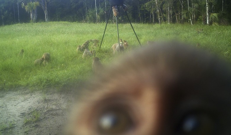 Monkey Madness: Mississippi’s Mini ‘Outbreak’