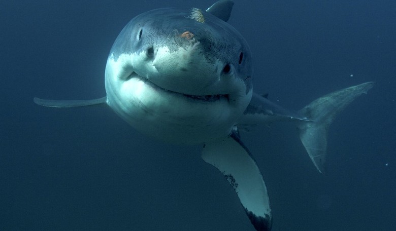 Every Week Is ‘Shark Week’ in the Florida Straits