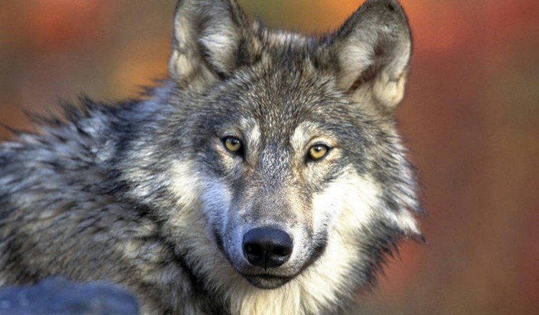Trump Should Shut Down Wildlife Services to Save Animals and Taxpayer Dollars