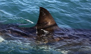 The Dark Side of Immigration: Sharks Suspected in Disappearance of 11 Would-Be Illegal Aliens