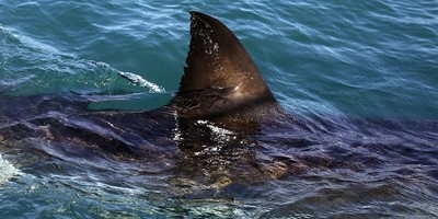 The Dark Side of Immigration: Sharks Suspected in Disappearance of 11 Would-Be Illegal Aliens
