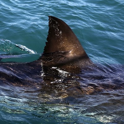 The Dark Side of Immigration: Sharks Suspected in Disappearance of 11 Would-Be Illegal Aliens