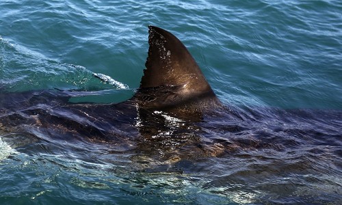 The Dark Side of Immigration: Sharks Suspected in Disappearance of 11 Would-Be Illegal Aliens