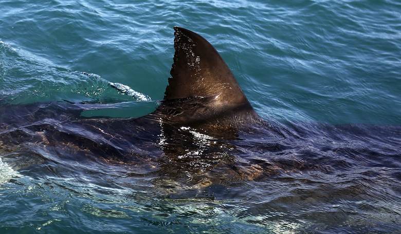 Cocaine Sharks in the Bahamas Show the Cost of Bad Choices