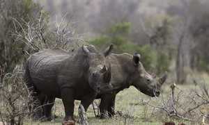 Predator Watch: Video Shows Enraged Rhino Attacking Tourist SUV