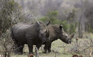 Predator Watch: Video Shows Enraged Rhino Attacking Tourist SUV