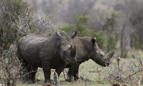 Predator Watch: Video Shows Enraged Rhino Attacking Tourist SUV