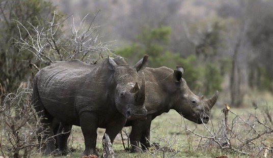 Predator Watch: Video Shows Enraged Rhino Attacking Tourist SUV