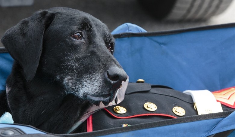 Feel-Good Friday: Secret Service K-9 Hurricane's Last Day and the Charity Named in His Honor