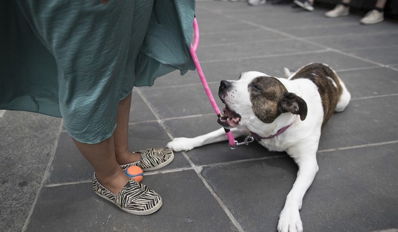 In NYC, No One is Safe from Big Brother – Not Even Man’s Best Friend