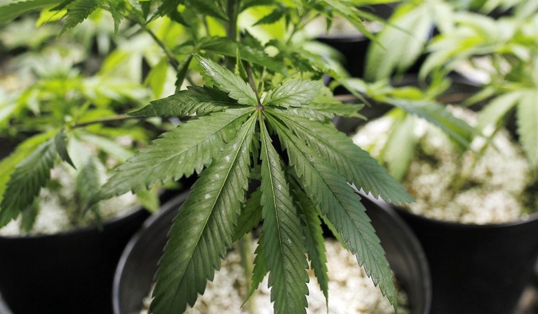 American Legion Adopts Resolution Supporting Medical Marijuana