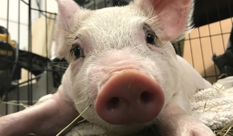 This U.S. City Is Having Serious Issues With Animal Sacrifices, Torture