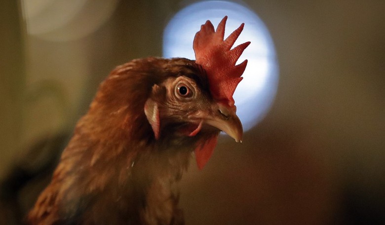 Trump USDA Announces $1 Billion Bird Flu Spend, $100 Million for ‘New Generation’ Vaccines