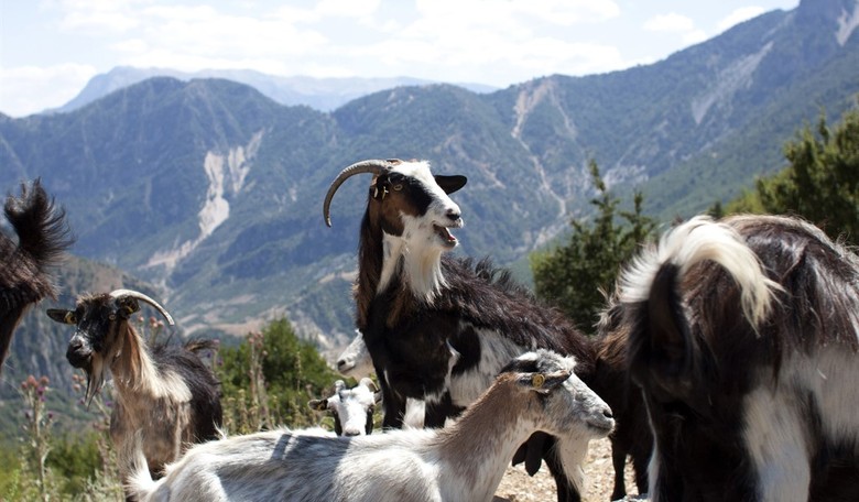 Feeling BAAAAAD? Minneapolis Official Invites Stressed Staff to ‘Healing Circle’ With ‘Therapy Goats’
