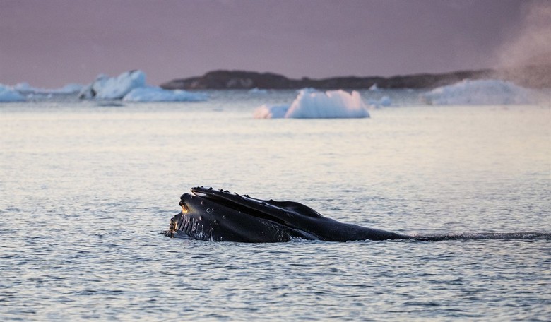 UPDATE: House Bill Introduced Authorizing Trump to Negotiate With Denmark for Greenland Purchase