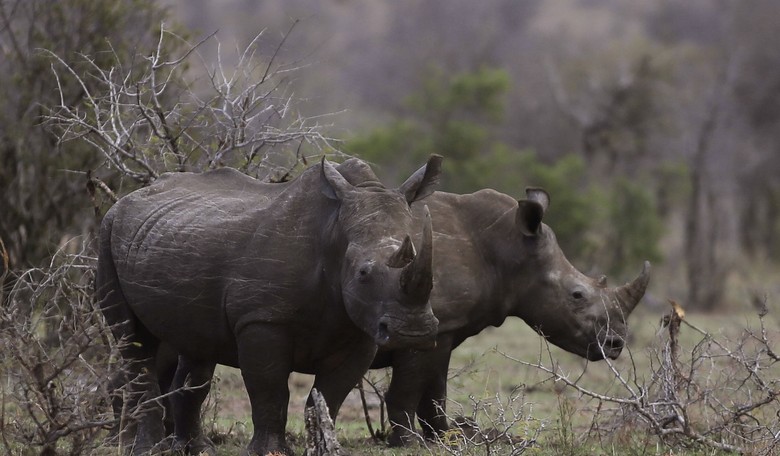 Let's Go RINO Hunting