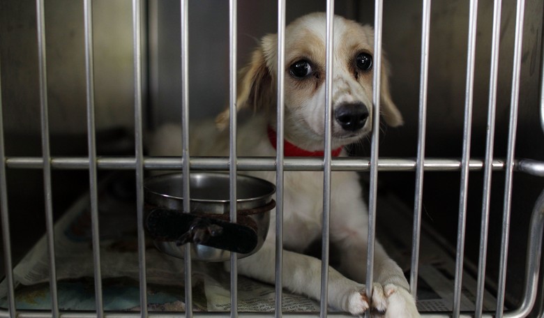 Dogs' Love of Man Isn't Just a Con Job