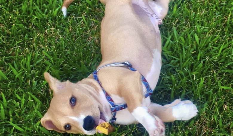 Iowahawk Unleashes on Dog-Hating Mother Jones In MUST-Read Thread