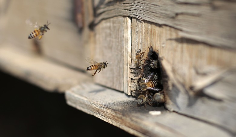 Saving Pollinators From an Imaginary Bee-Pocalypse