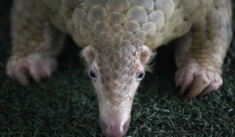 Tuesday Morning Minute: Remember the Pangolin!