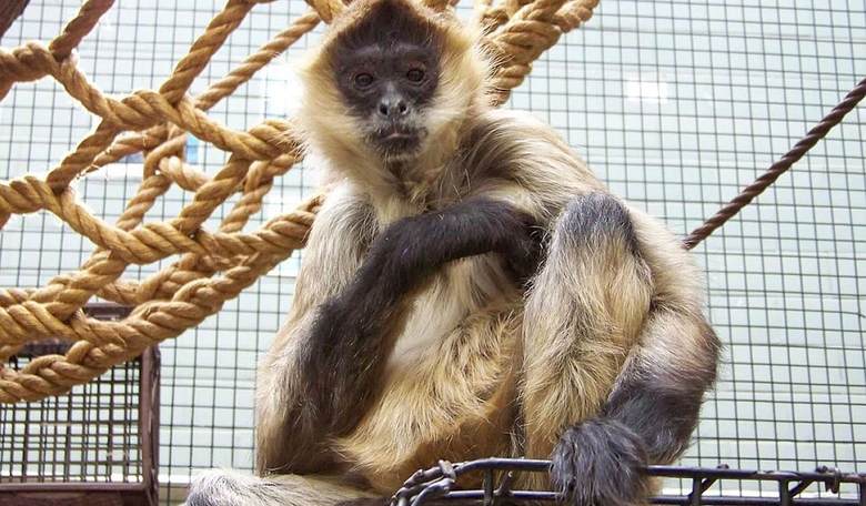 'Routine' Traffic Stop Leads Police to Meth, Rattlesnakes And One Adorable Baby Monkey