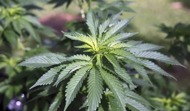 Yes, Virginia, Federalism Applies to Marijuana Reform