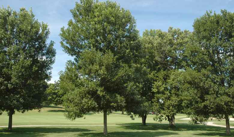Woke Canada Update: Race-Based Tree Planting in the Name of 'Tree Equity'