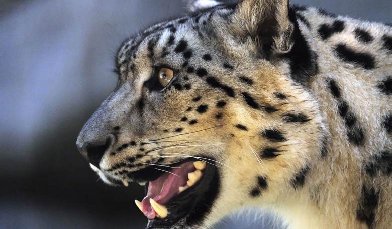 Dangerous Incaution: Snow Leopard Pounces on Selfie-Seeking Skier