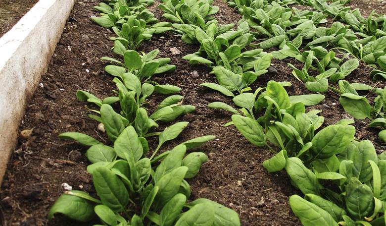  'Evil' GE Foods and 'Eco-Friendly' Organics