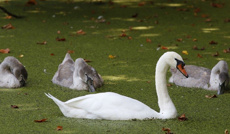Frozen Swan Rescued by Firefighters From River: No Longer an Ice Queen
