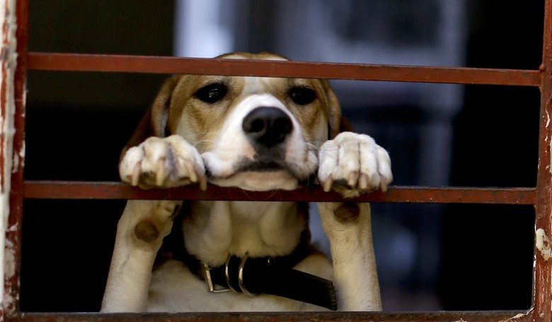Stopping Taxpayer-Funded Animal Torture Is As MAGA As It Gets