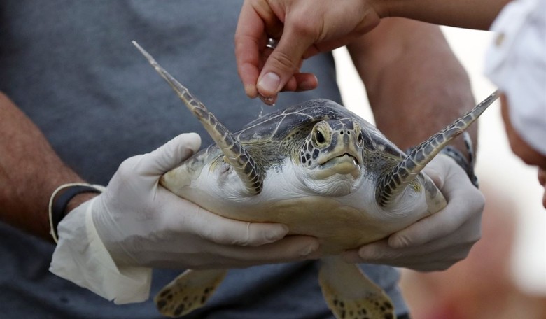 Save The Wild Turtle