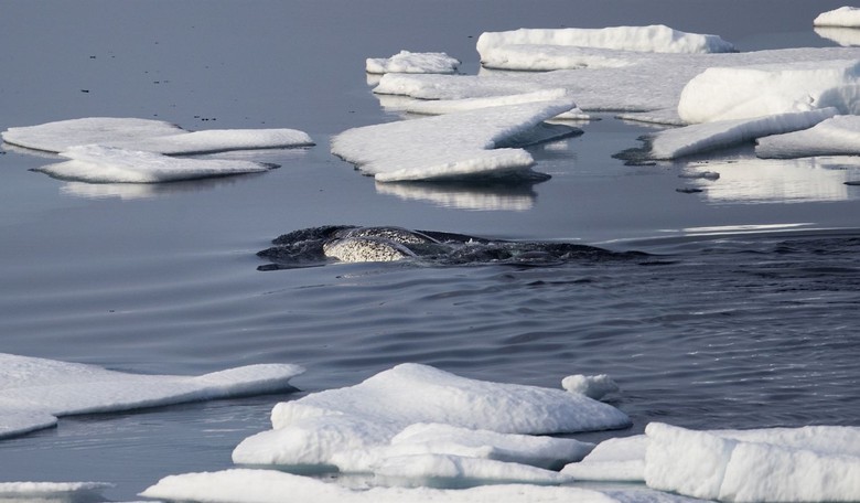 Climate Science Is Changing from Alarmism to Realism