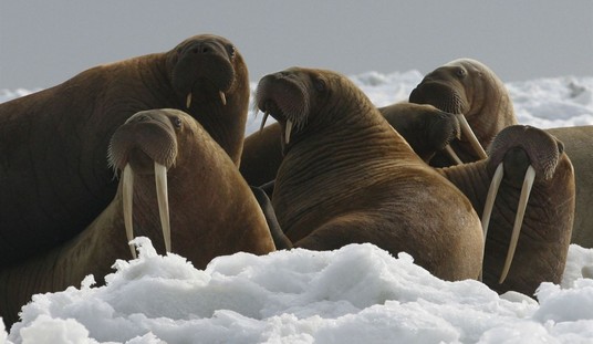 What David Attenborough and Netflix’s 'Our Planet' Get Wrong About Climate Change
