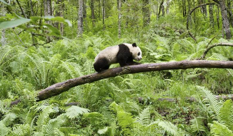 The Annual Earth Day Conflict Report: From Bald Hedgehogs to Witch Executions to Deadly Cereal!