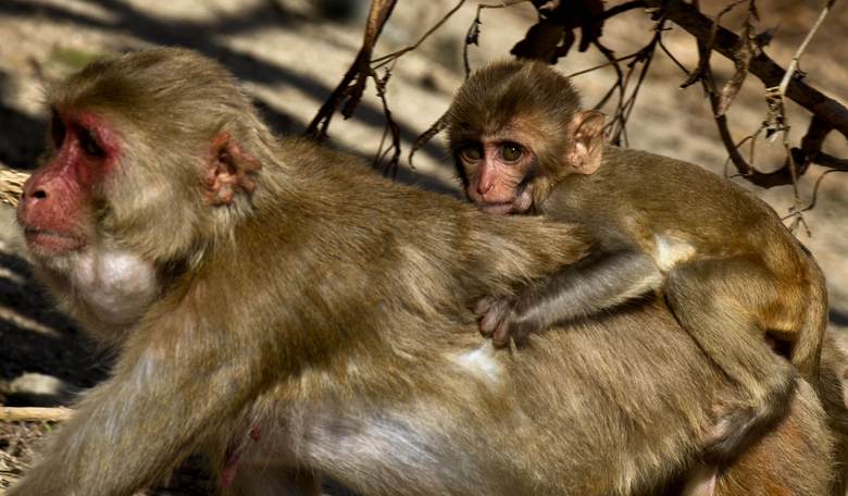 Magnificent Mutt Sniffs Out Mummified Monkeys at Logan Airport in Boston
