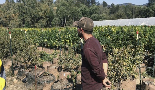 Legal Marijuana Is Becoming the Norm