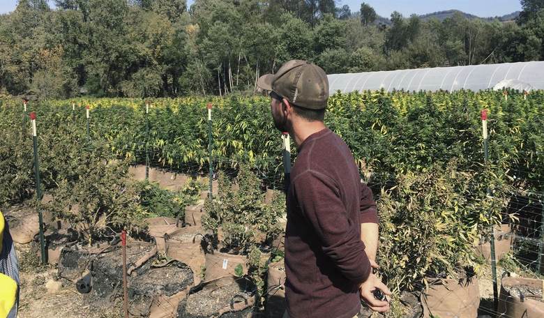 Legal Marijuana Is Becoming the Norm