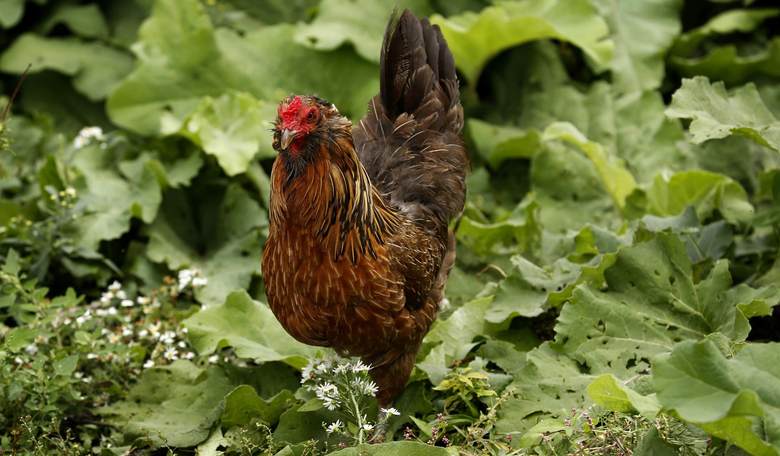 This State Bill Would Turn Chicken Breeders Into Criminals Overnight