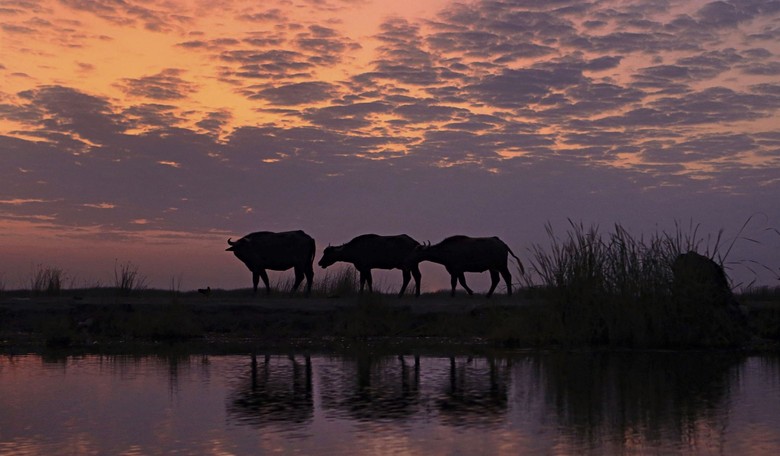 Ahead, Bad*** Factor Eight: Brazilian Cops Patrol on Buffaloback