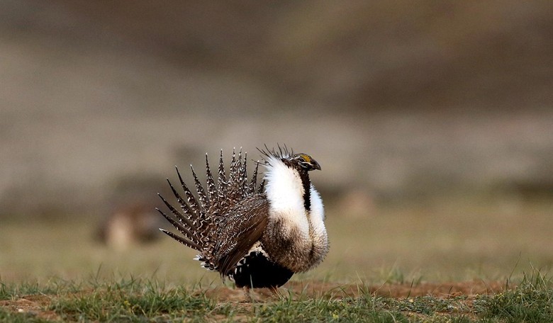 Washington Is the World's Largest Landowner. Can Federal Land Sales Erase the National Debt?