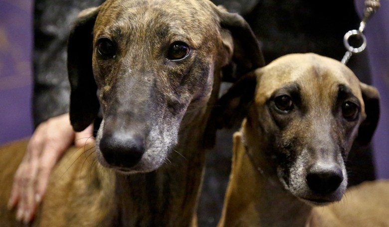 The Dirty Dem Dogs of Disruption