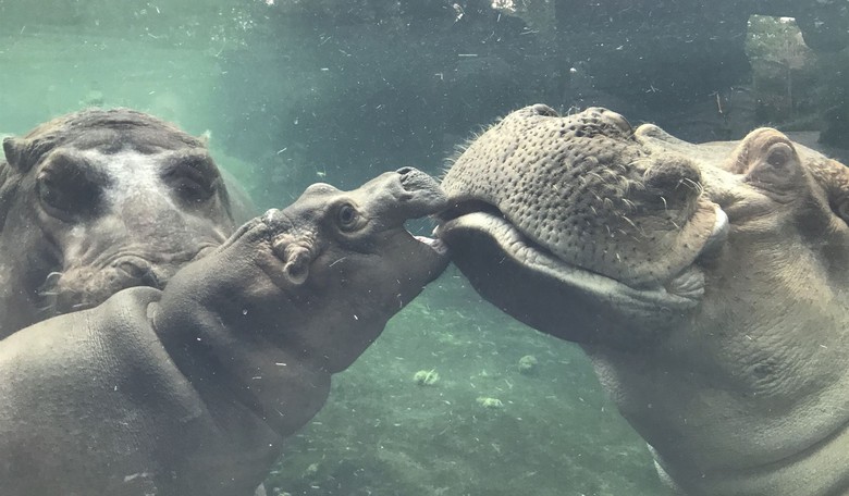 Pablo Escobar's Cocaine Hippos Do Exist, and Colombia Is Sterilizing Them