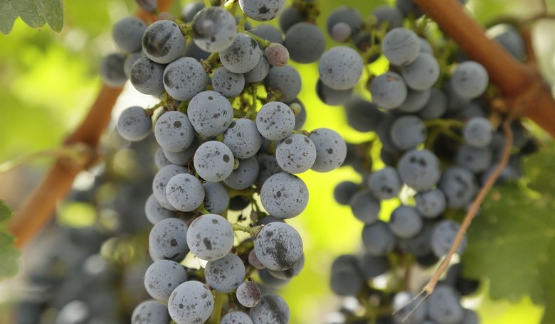 A Quick, Compelling Bible Study Vol. 65: What the Old Testament Says About Wine