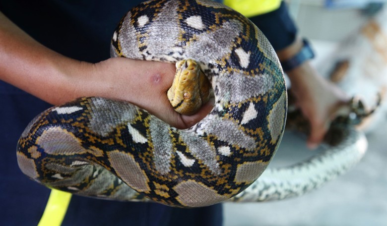 SHOCKER: Body of Missing Indonesian Woman Found Inside Massive Python