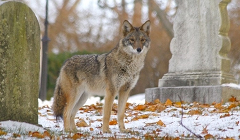 Can’t See the Forest for the Reeees: Animal Rights Activists Imitate Coyotes to Protest Timber Sales