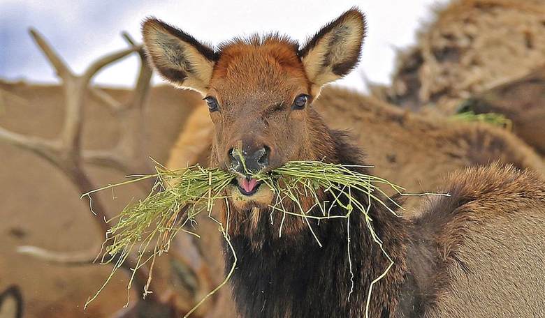 Elk Foundation Secures Massive New Elk Habitat Boost in Michigan